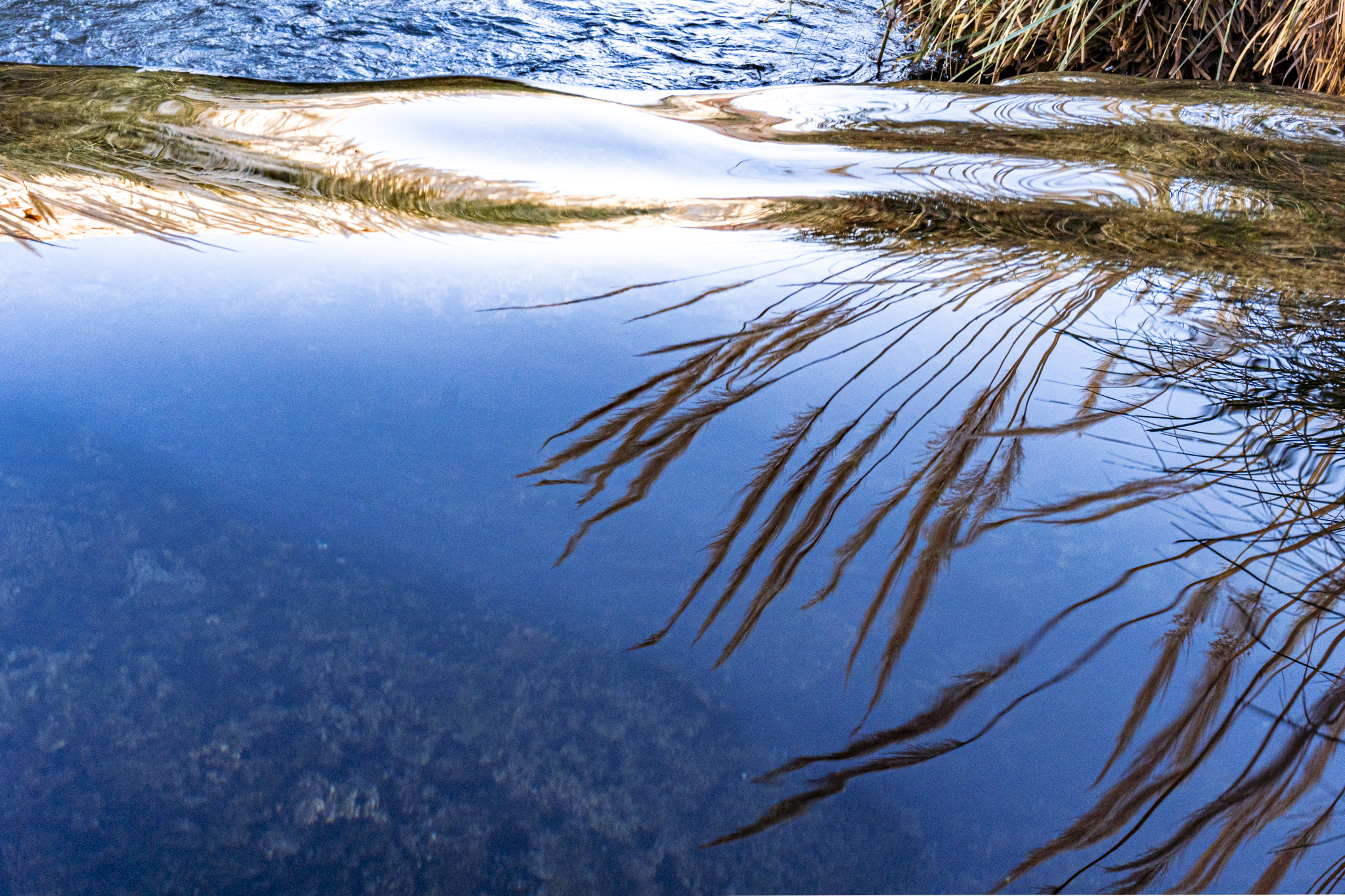 REFLEXO