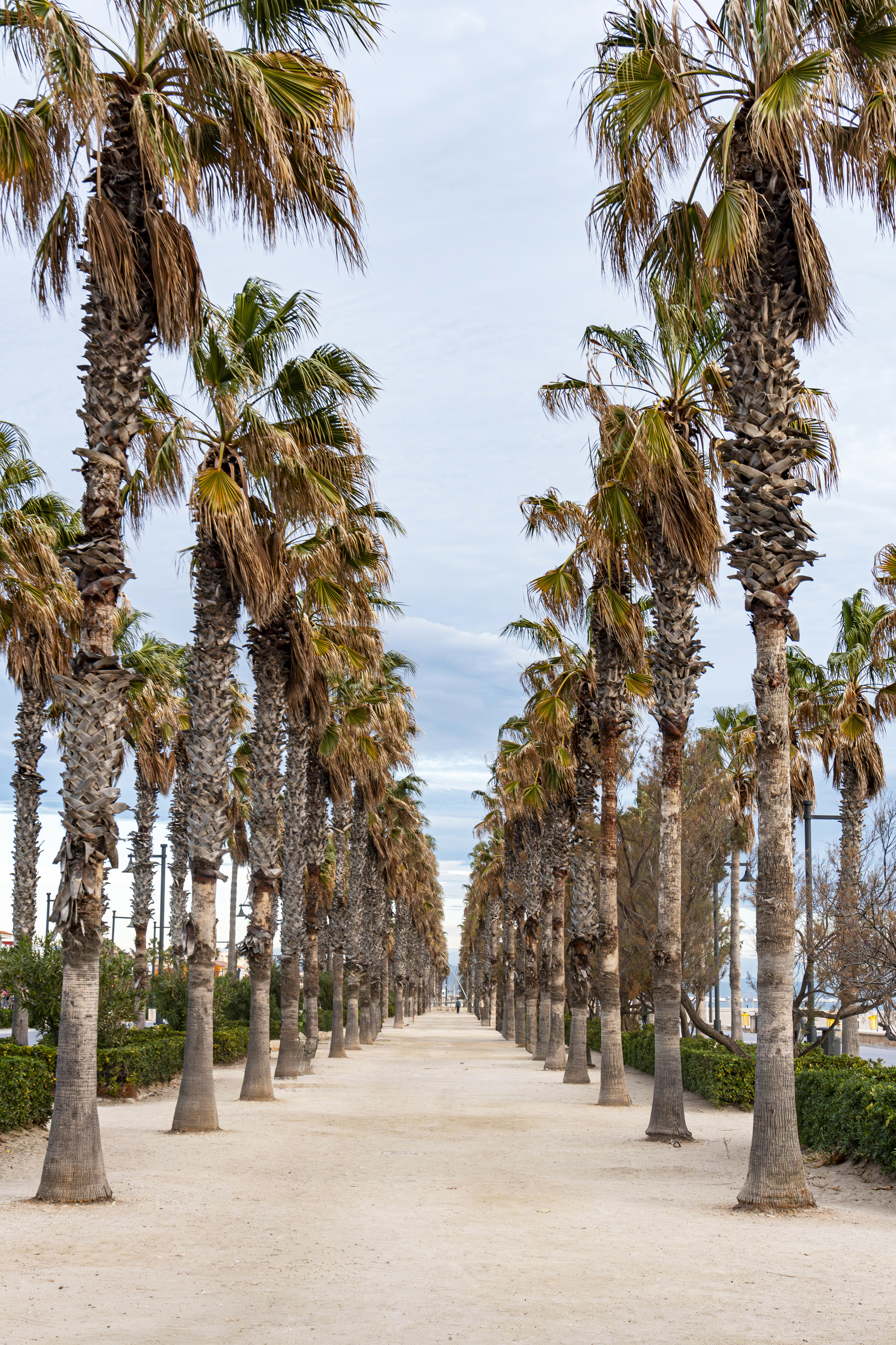 CAMINHO DAS ÁRVORES